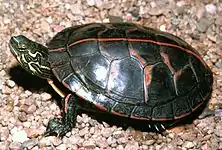 C. p. dorsalis vue du dessus, la rayure centrale bien visible.
