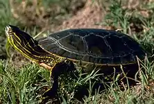 C. p. bellii dans l'herbe, le cou étendu.
