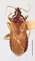 Lasiochilinae: Dilasia fuscula