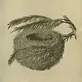 A History of the Nests and Eggs of British Birds, nid de roitelet huppé par Francis Orpen Morris