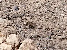 Un ours au pelage hirsute évoluant dans un environnement très rocheux.