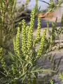 Inflorescence.