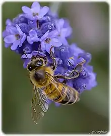 abeille