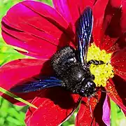 Xylocope violet(Xylocopa violacea)