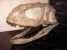 Crâne d'Abelisaurus, reconstitué hypothétiquement à partir des fragments conservés en Argentine.