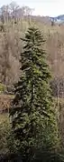 Sapin blanc.