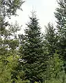 Sapin baumier  (Abies balsamea)