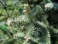 Divers glauques grisâtres de l’Abies pinsapo p.&nbsp;246, 249.