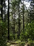 Oyamel (Abies religiosa).