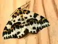 Abraxas (Abraxas) grossulariata  (Linnaeus, 1758)