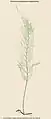 Abrodictyum caudatum (Brack.) Ebihara & K.Iwats.