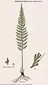 Abrodictyum strictum (Menzie ex Hook. & Grev.) Ebihara & K.Iwats.