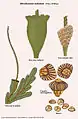 Abrodictyum stylosum (Poir.) J.P.Roux