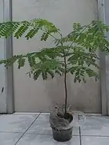 Jeune plant.