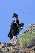 Bucorvus abyssinicus.