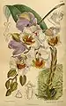 Acacallis cyaneaCurtis's Botanical Magazine,1916.