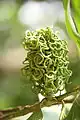 gousses immature d’Acacia mangium (Inde)