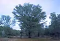 Arbre