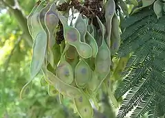 Fruits