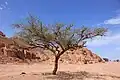 Les Acacias résistent bien à la sécheresse sous ces latitudes.