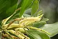 inflorescences d’Acacia mangium