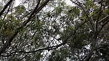 Vu d'ensemble : branches, feuillages, silhouettes de gousses et de galles