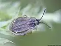 Acalypta carinata, espèce type du genre type des Acalyptaini, photographie en Lettonie.