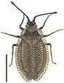 Acalyptaini : Acalypta marginata, Japon.