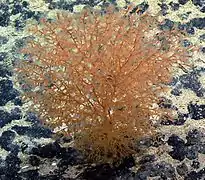 Acanella eburnea.