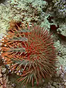 Acanthaster benziei de Mer Rouge.
