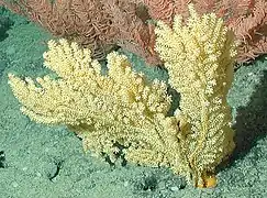 Acanthogorgia sp.