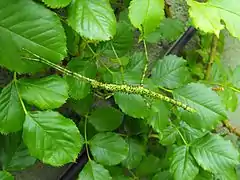Phasmatodea - Un phasme de Nouvelle-Zélande, Acanthoxyla prasina (en)