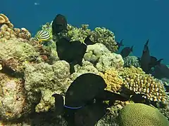 Un banc de chirurgiens à queue rayée (Acanthurus blochii)