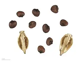 Acanthus mollis - Muséum de Toulouse