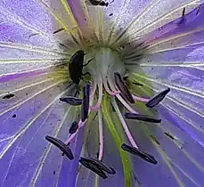 Géranium des prés(Geranium pratense)