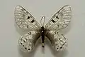 Parnassius acco