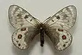 Parnassius acdestis