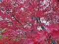 Acer Palmatum en automne