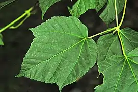 Feuille trilobée