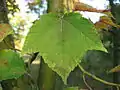 Détail de feuille