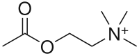 Image illustrative de l’article Acétylcholine