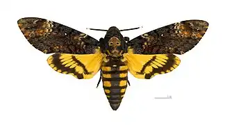 Sphinx tête de mort