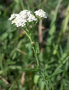 Achillée millefeuille