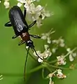 Dinoptera collaris(Linné, 1758)