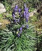 A. napellus, Pyrénées-Orientales