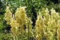 Aconitum lycoctonum subsp. neapolitanum.