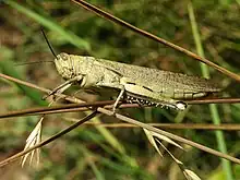 Criquet voyageur (Famille des Acrididae) : Anacridium aegyptium.