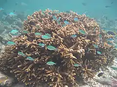 Acropora austera