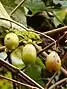 Actinidia polygama