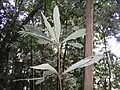 Actinodaphne malaccensis